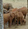 af_elephant_huddle.jpg (59239 bytes)